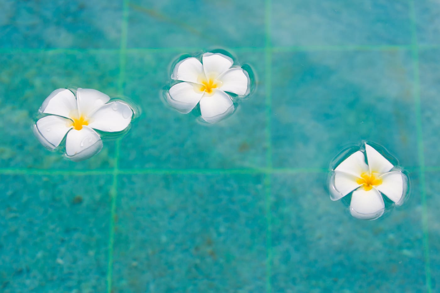 Frangipani flowers floating in the pool