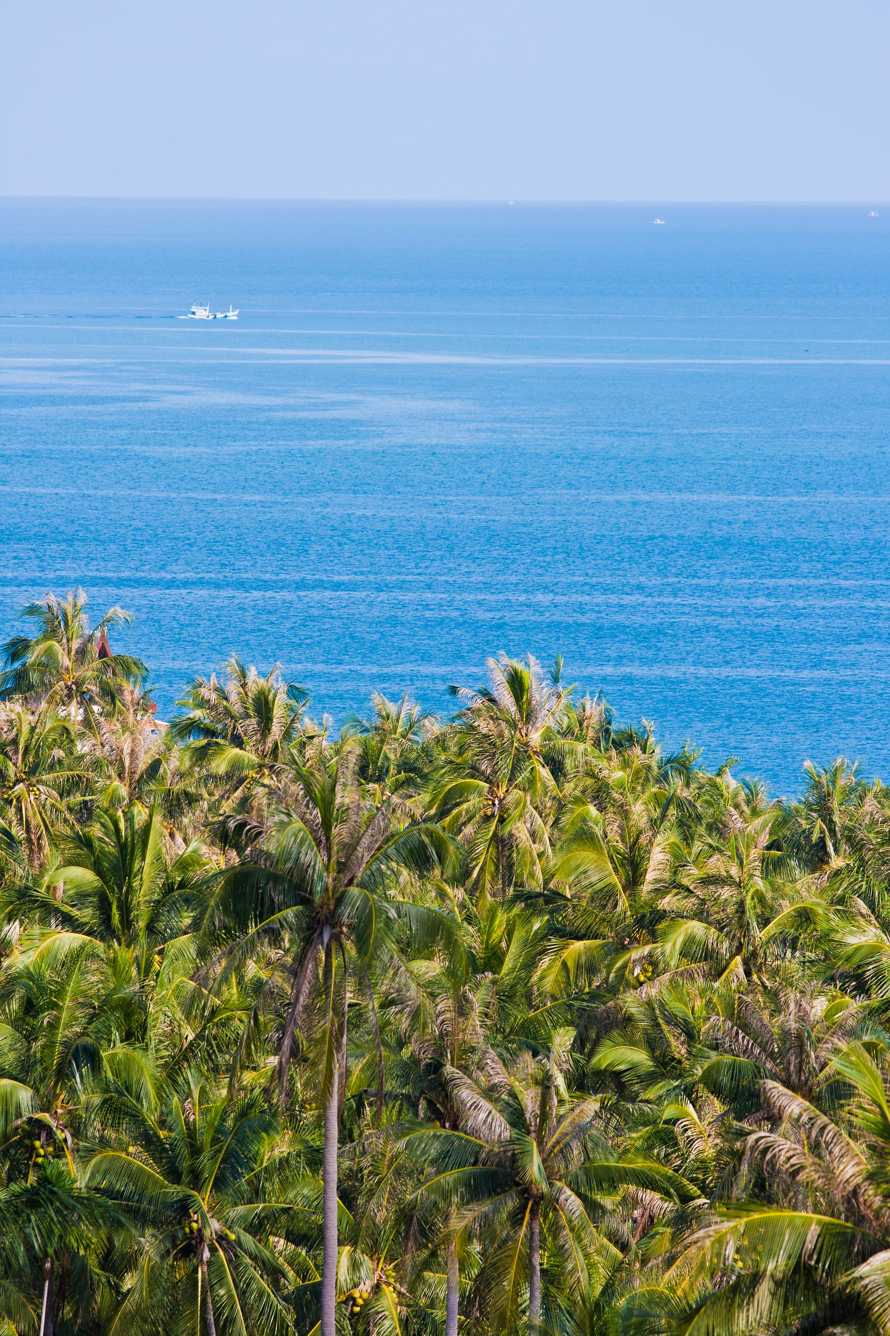 Palms and the sea from the hillside